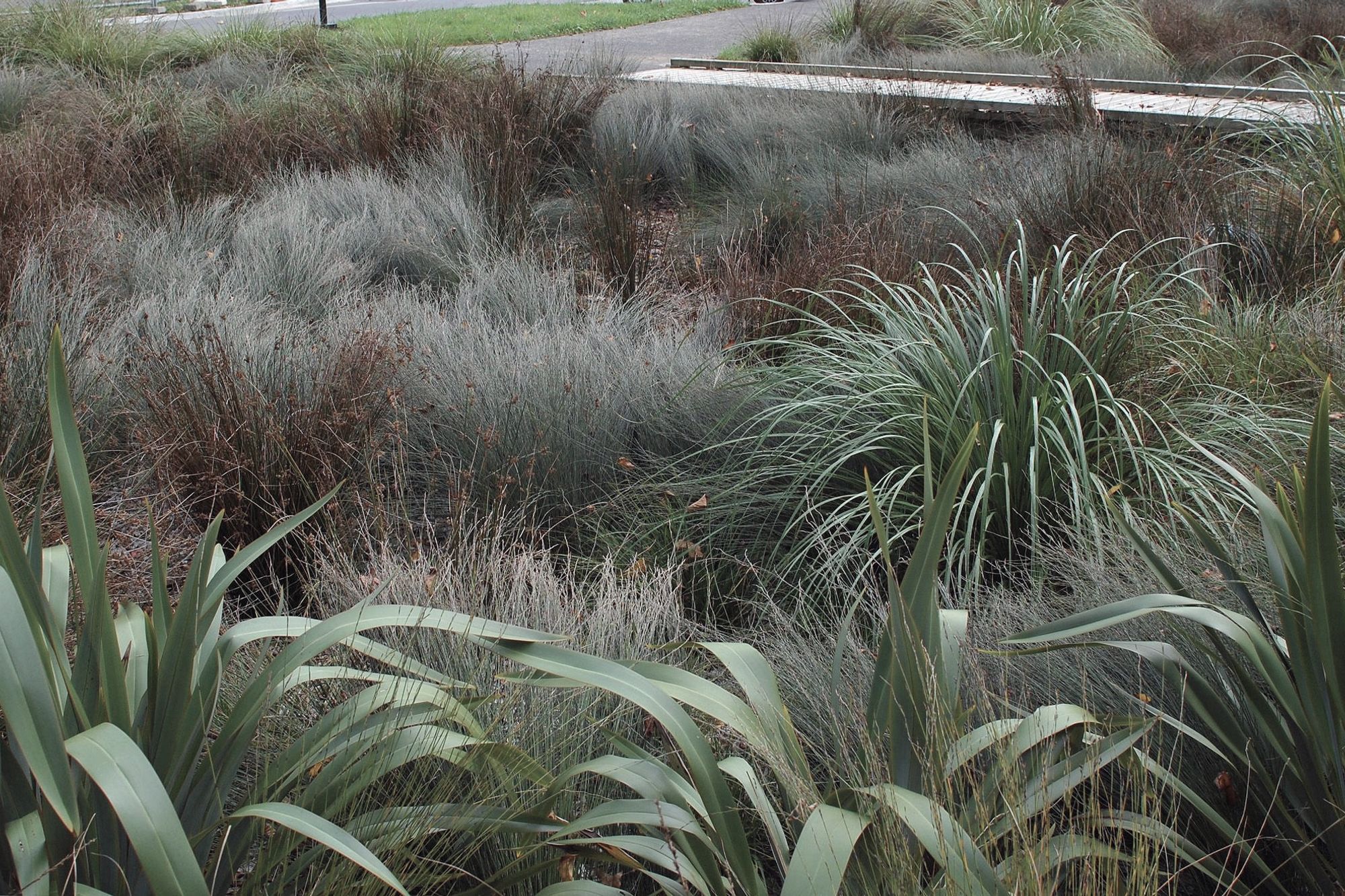 Detail of rain garden native planting
