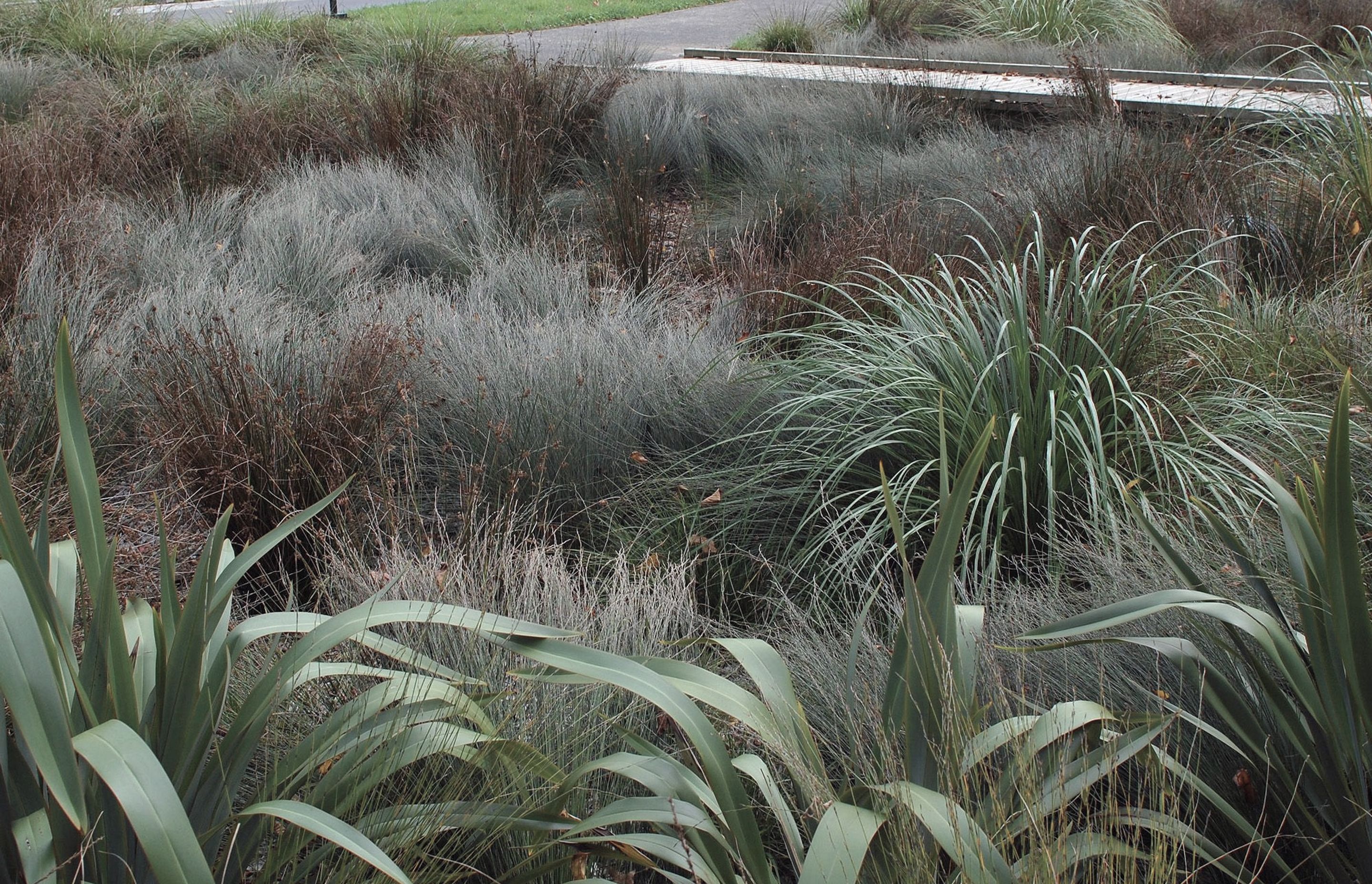 Detail of rain garden native planting