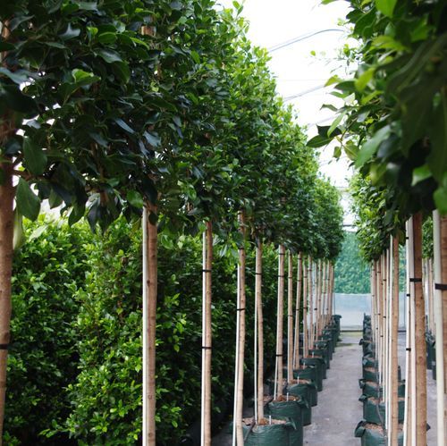 Ficus tuffi pleached screen hedge.