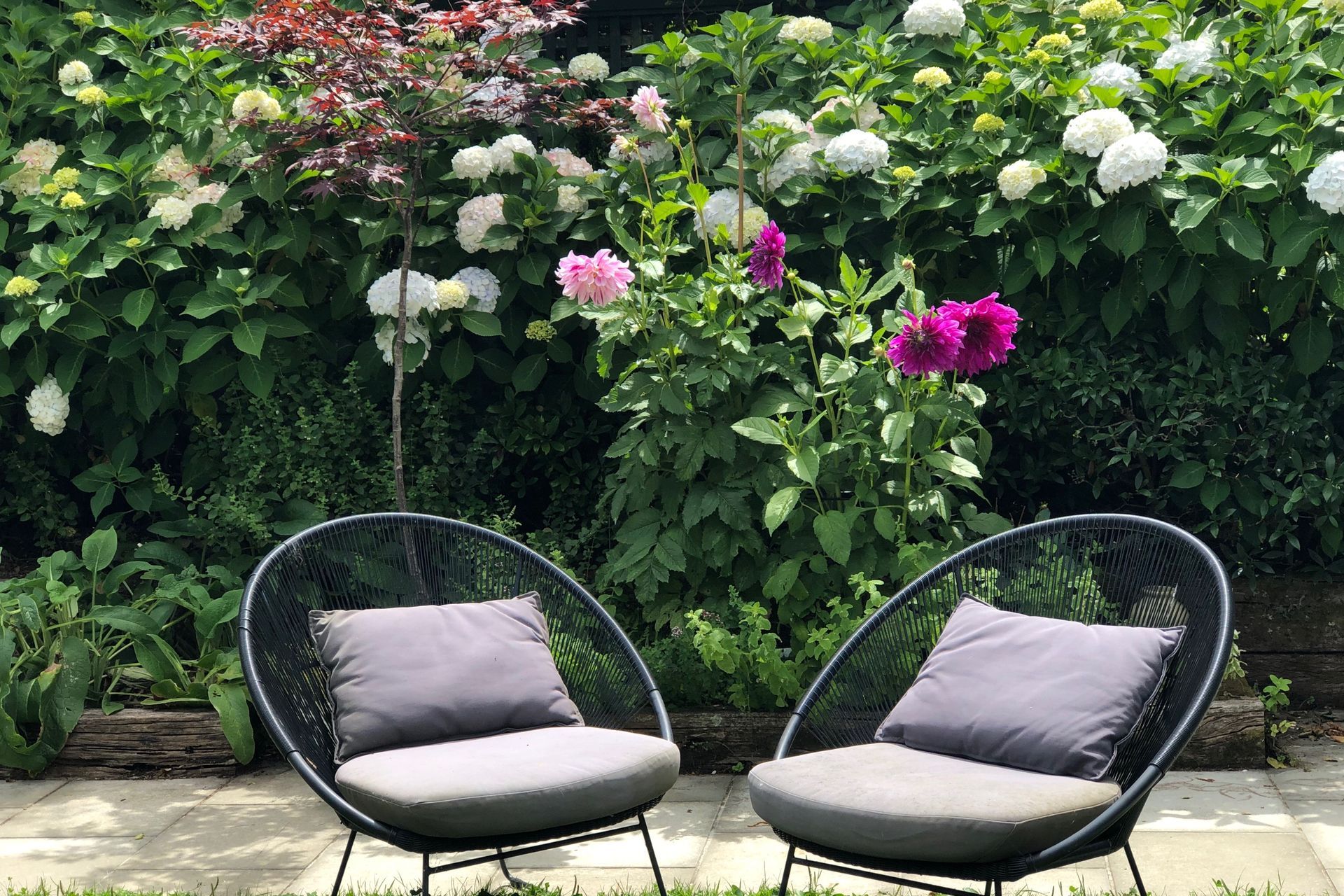 Seasonal picking flowers & herbs in front of blousey white hydrangeas