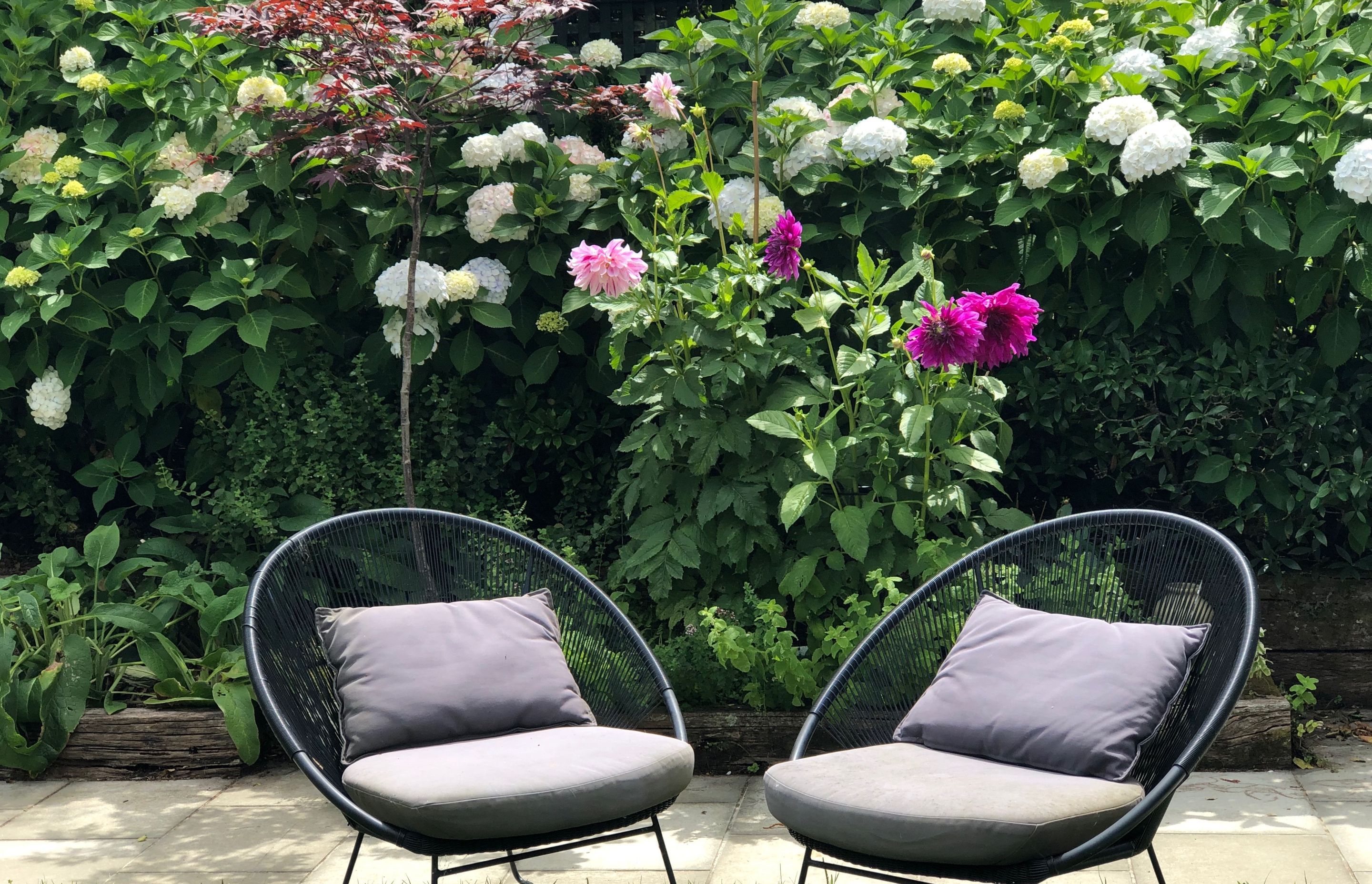 Seasonal picking flowers &amp; herbs in front of blousey white hydrangeas