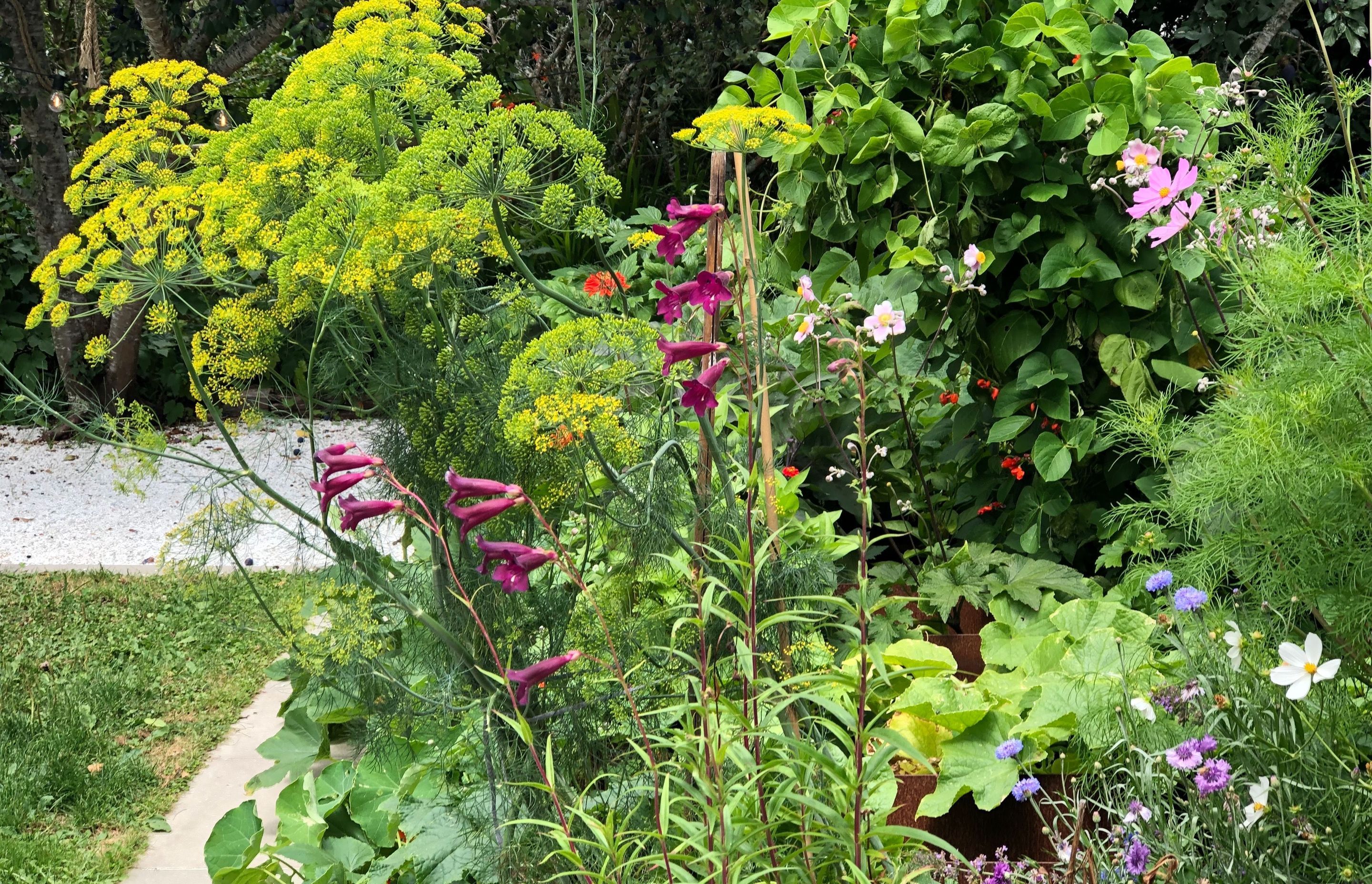 Mixed pollinators, herbs and vegetables