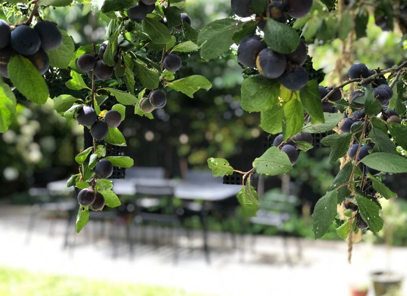 Upland: urban organic garden