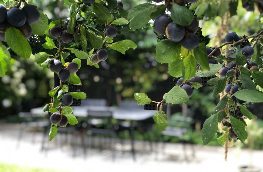 Upland: urban organic garden