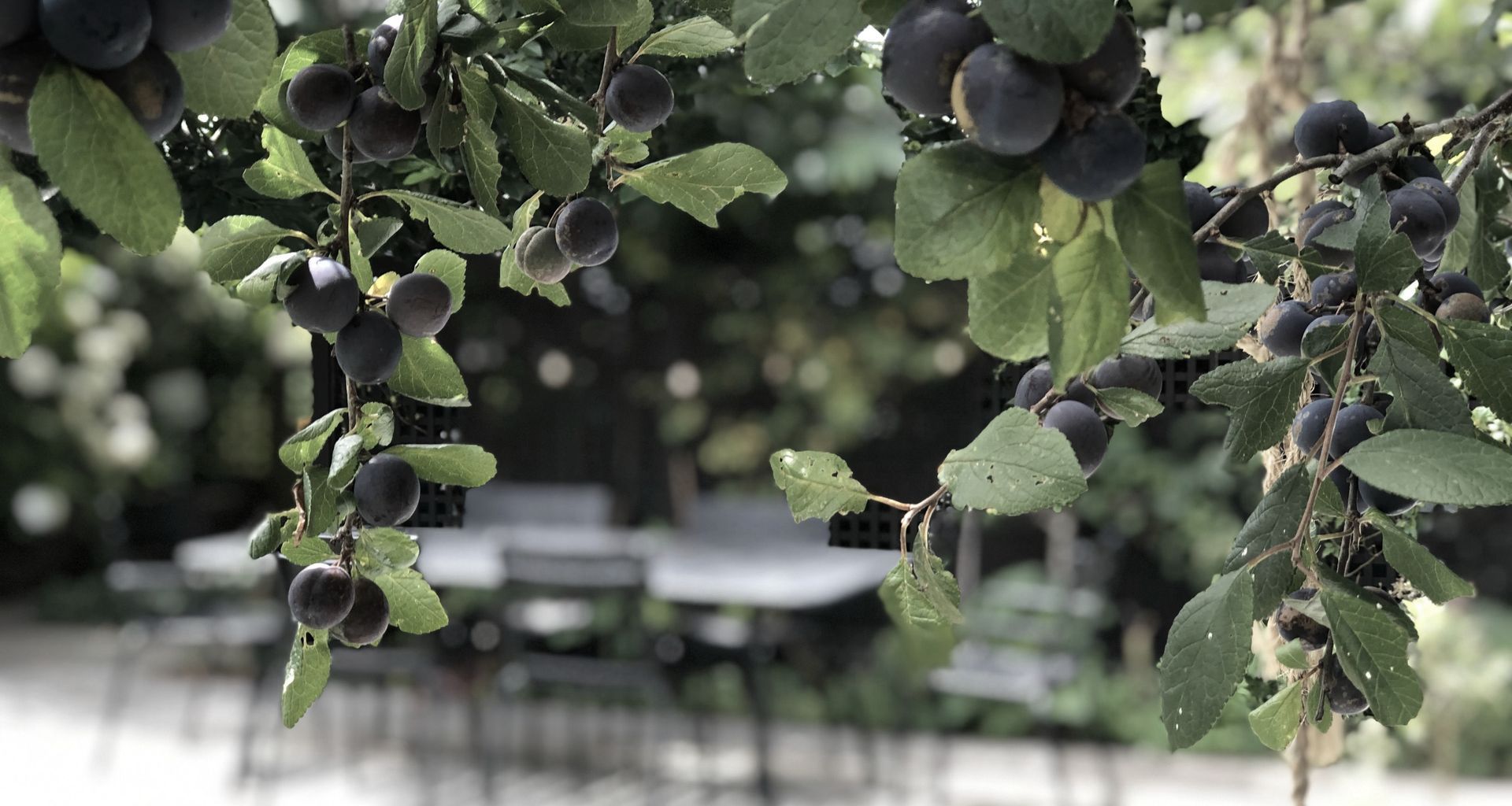 Upland: urban organic garden banner