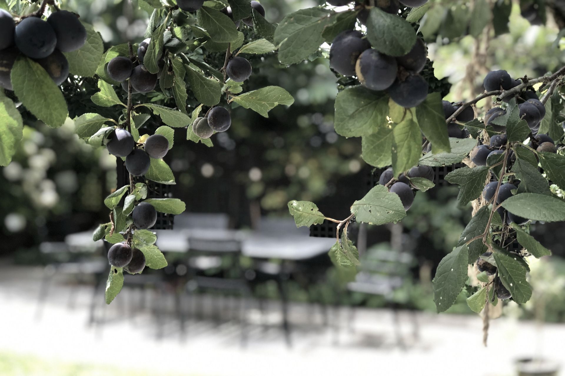 Damson plums
