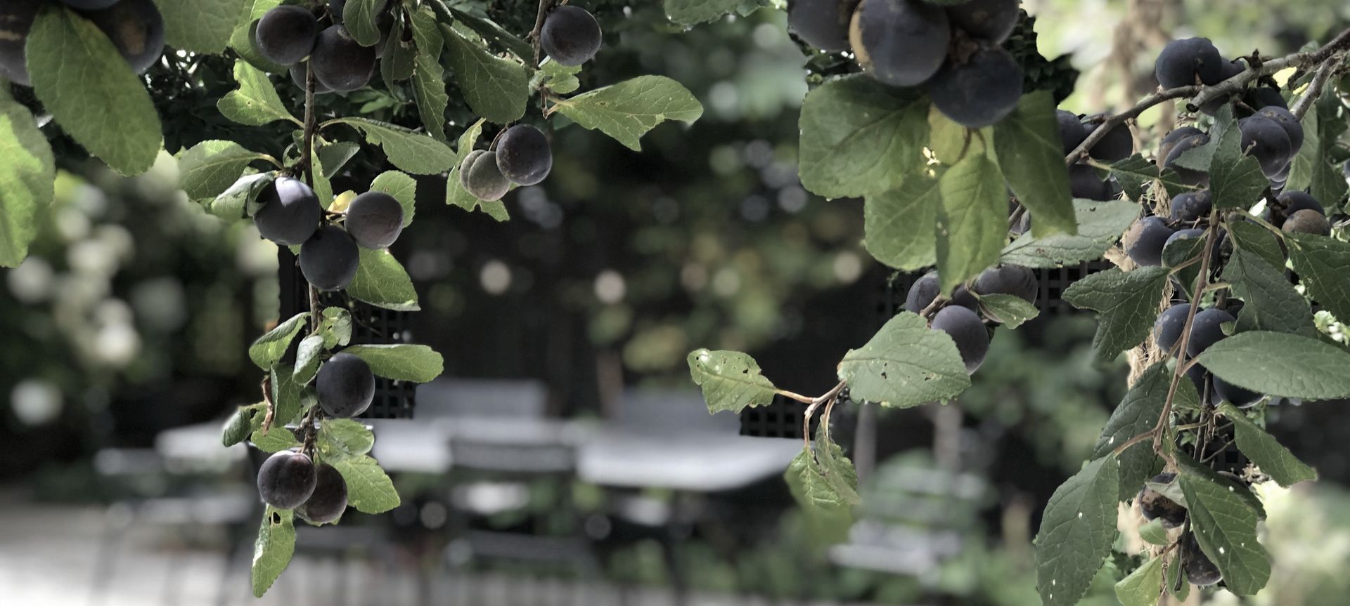 Upland: urban organic garden banner