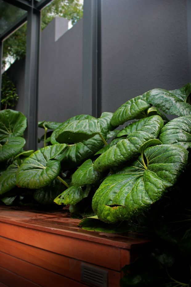 Close-up view of lush broad-leaf green plants growing in a raised planter beside dark-framed glazing and a textured charcoal wall. The planter has warm reddish-brown timber or brick-like cladding with a visible ventilation grille. The image is a moody, plant-focused architectural detail with dense greenery and filtered outdoor light.