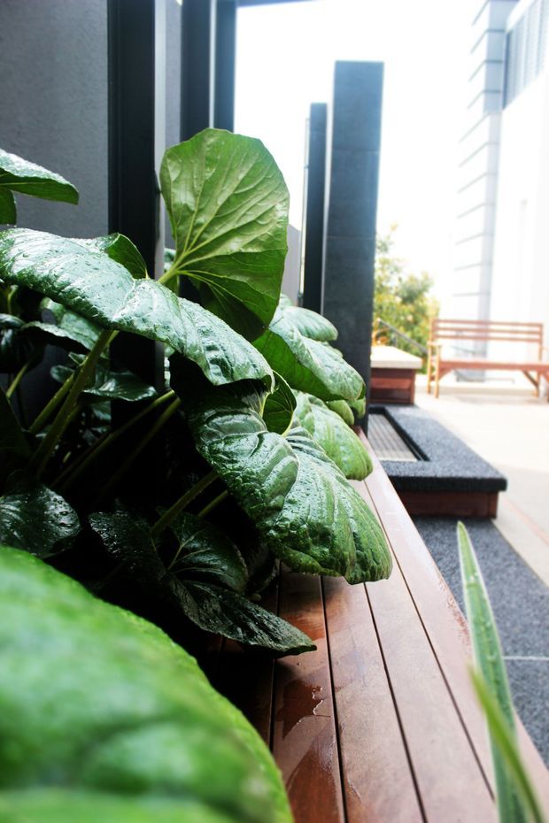 Close-up view of lush broad-leaf plants beside a dark-framed window and warm timber bench or ledge. The image looks toward a bright modern outdoor terrace or courtyard with dark stone paving, timber decking, and a white horizontally clad wall beyond.