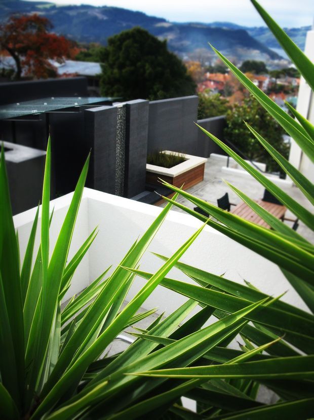 A landscaped rooftop or elevated terrace viewed through spiky architectural foliage. The contemporary outdoor space features dark charcoal rendered walls, a textured vertical feature panel, a glass-topped structure, white parapet walls, integrated timber planters, and pale paving. A suburban hillside and mountain landscape are visible in the background.