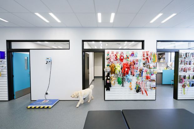 Bright, utilitarian commercial interior resembling a pet retail or veterinary supply space, with white partition walls, black-framed internal windows and door openings, a colourful wall-mounted merchandise display, retail shelving, a grey floor, and a suspended modular ceiling with linear fluorescent lighting. A blue access door and weighing platform are visible, with a dog in the foreground.