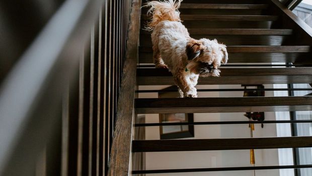 A small fluffy dog walking down an open-riser staircase. The stair structure has dark timber treads and a dark railing, with a bright interior visible beneath and beyond the stairs.