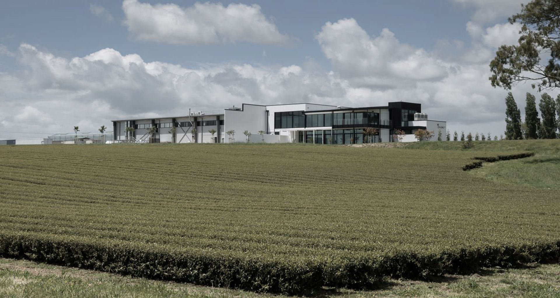 Zealong Tea Estate banner