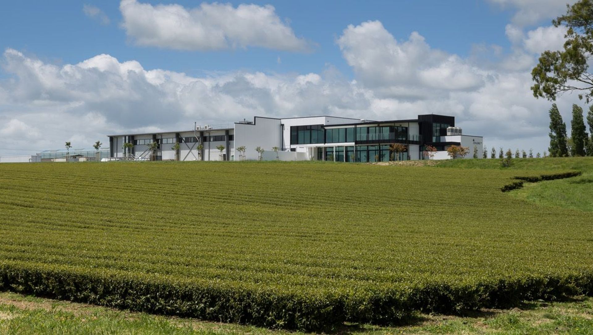 Zealong Tea Estate banner