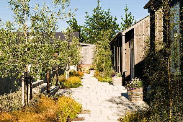 A landscaped courtyard walkway between dark timber-clad buildings, with pale rectangular paving, timber edging and seating, raised planting beds, ornamental grasses, small trees, and barrel-style planters. The scene has a warm, natural contemporary garden character with strong sunlight and dappled shade.