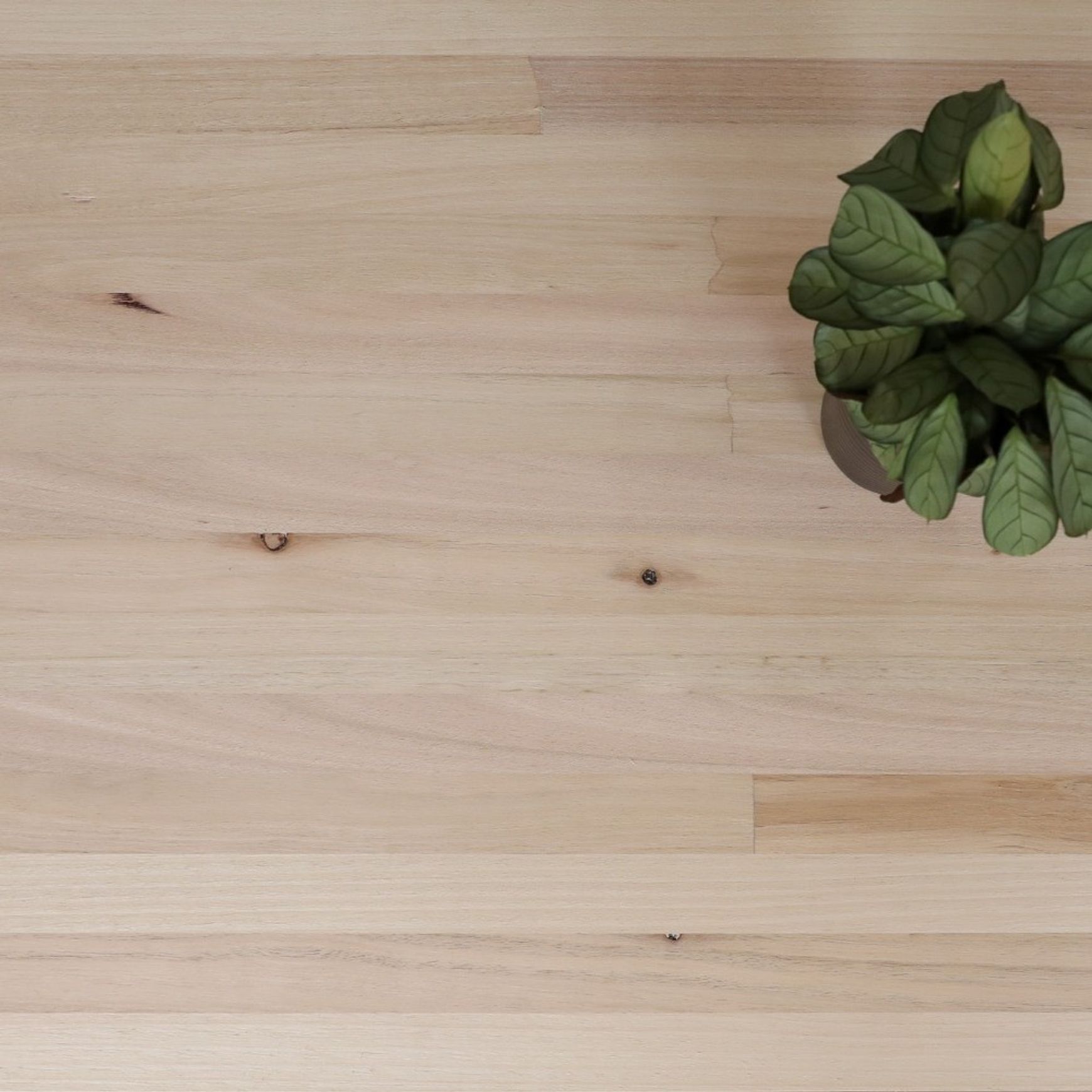 Plantation Oak Timber
