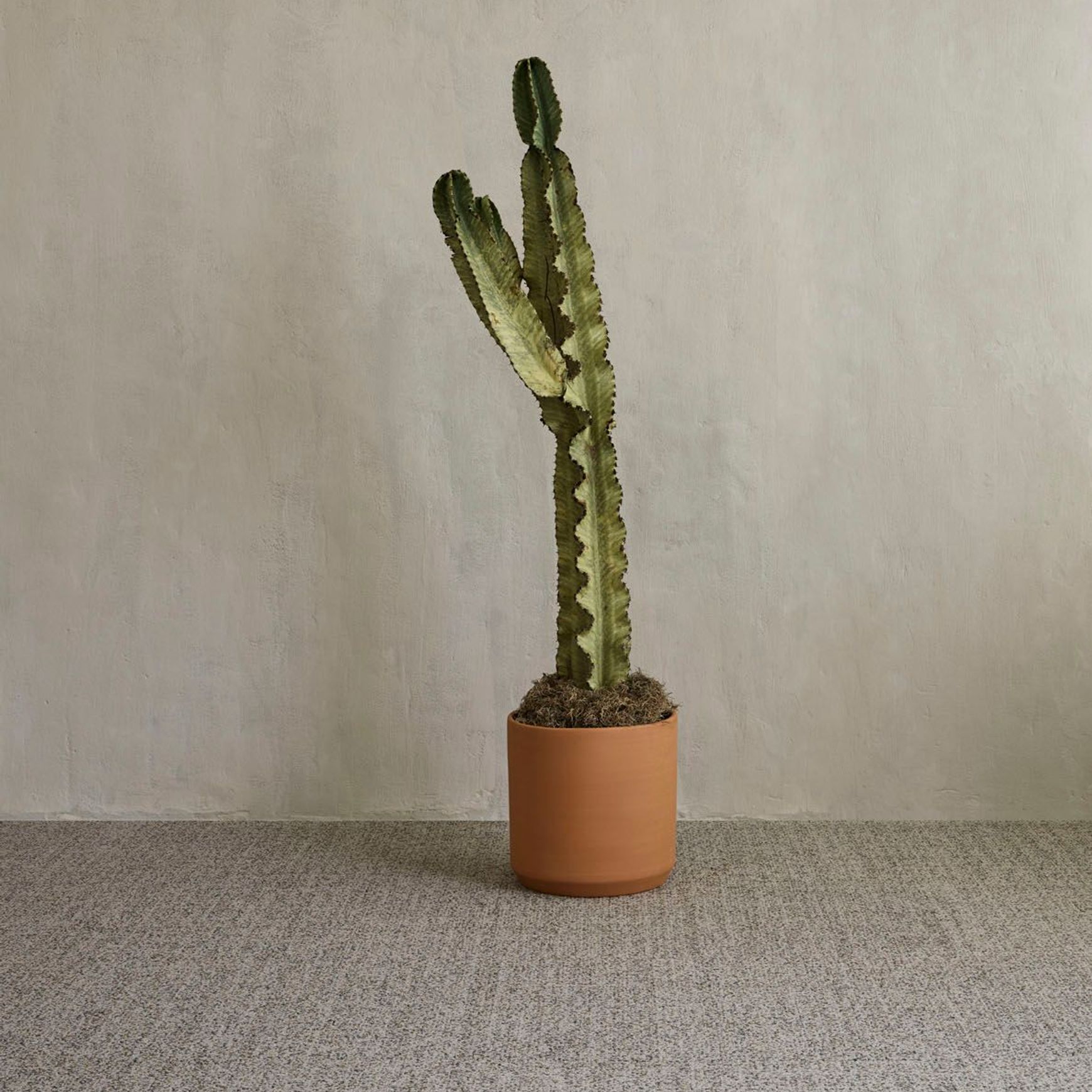 Chronologies - Pacific Standard Time Carpet Collection