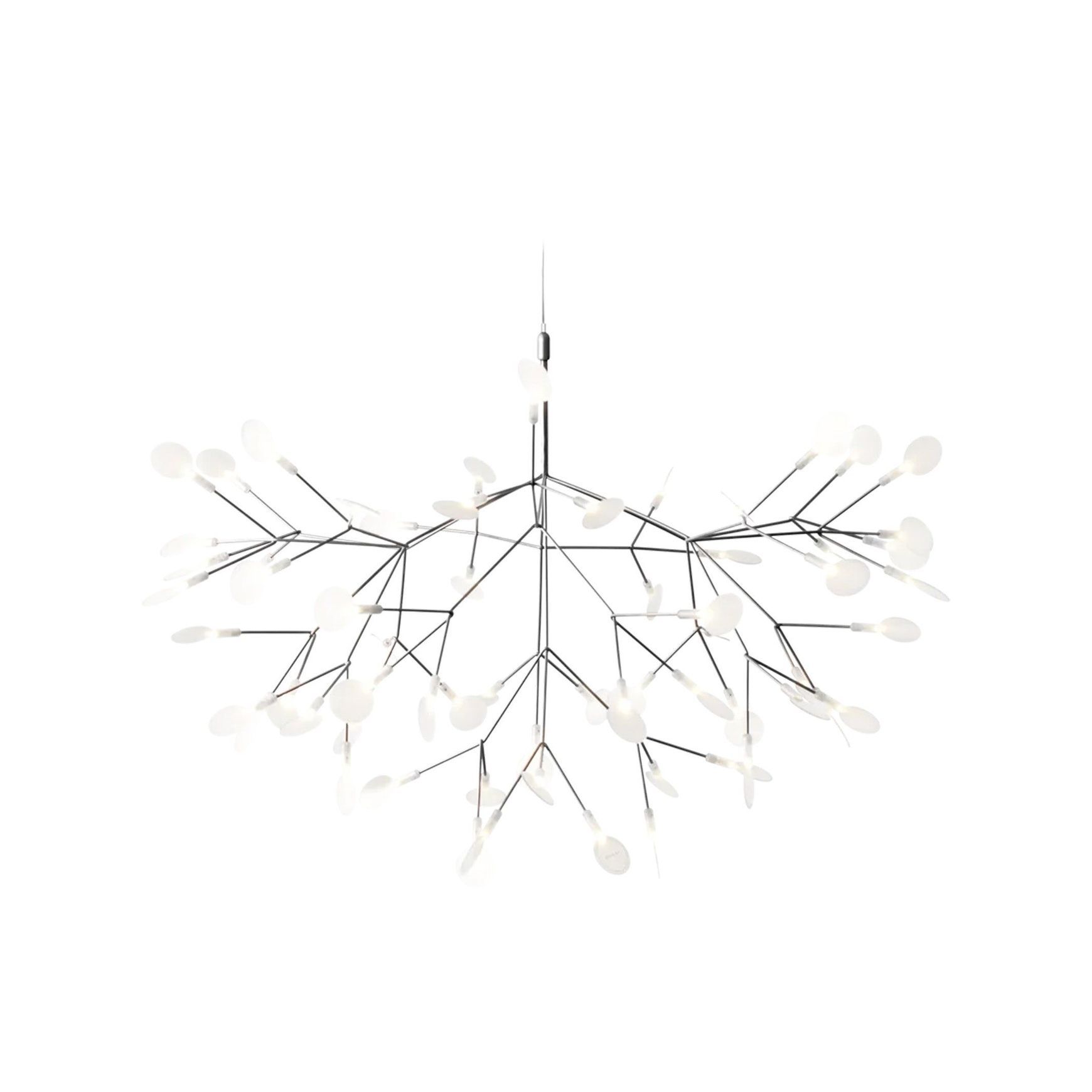 Heracleum III Large