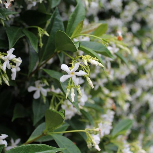 Trachelospermum jasminoides / Chinese Star Jasmine