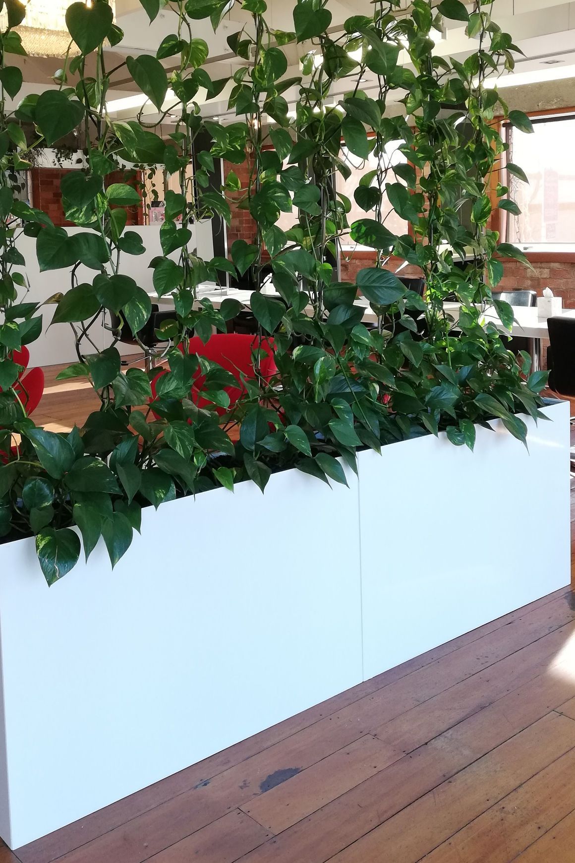Vertical Live Plant Installations | Hire Plants