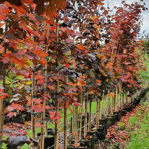 Acer platanoides 'Nigrum' | Purple Norway Maple