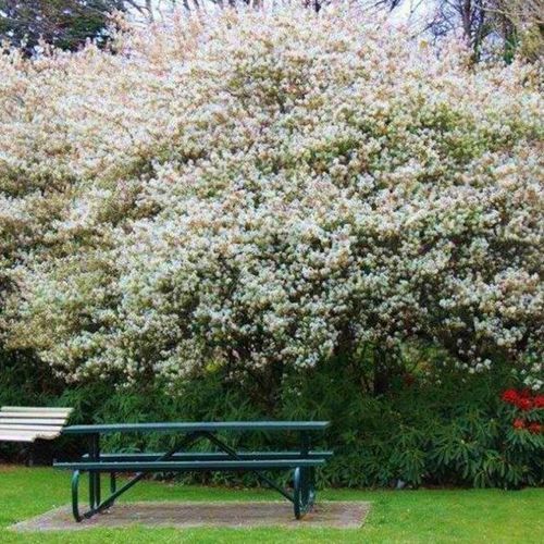 Amelanchier canadensis | Shad Bush or NZ Whitebait Tree