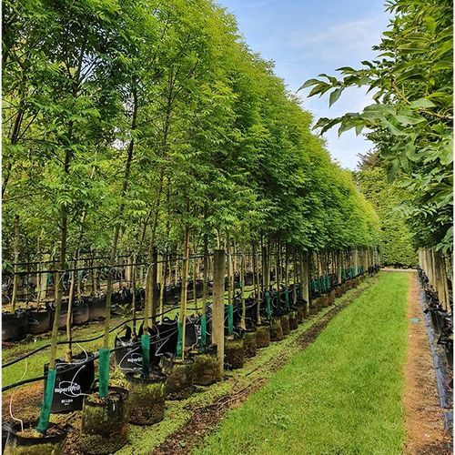 Fraxinus excelsior 'Green Glow' | English Ash