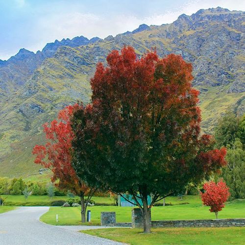 Fraxinus oxycarpa 'Raywoodii' | Claret Ash