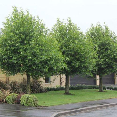 Platanus orientalis 'Autumn Glory' | Oriental Plane