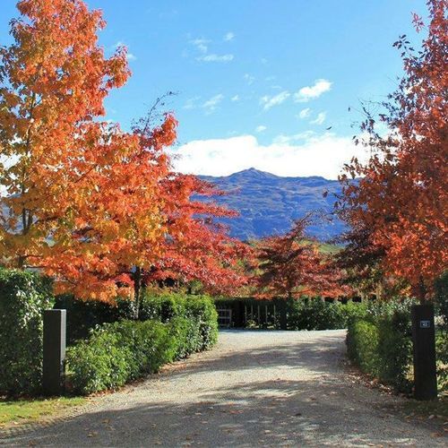 Quercus rubra | Red Oak