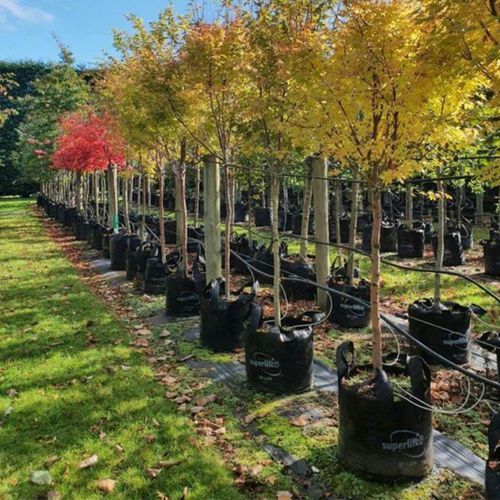 Acer palmatum 'Senkaki' | Coral Bark Maple