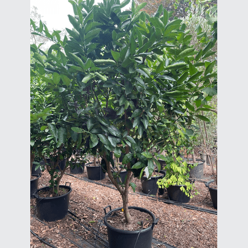 Citrus Bearrs Lime Large