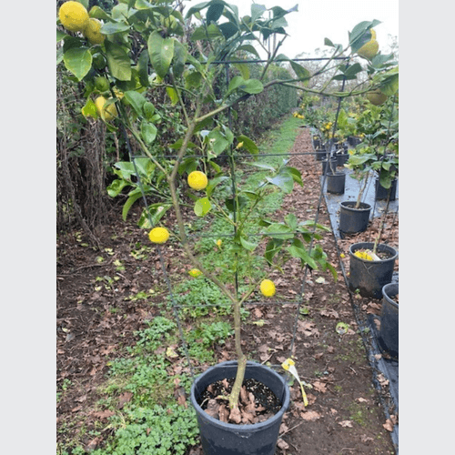 Citrus Yen Ben – Espaliered