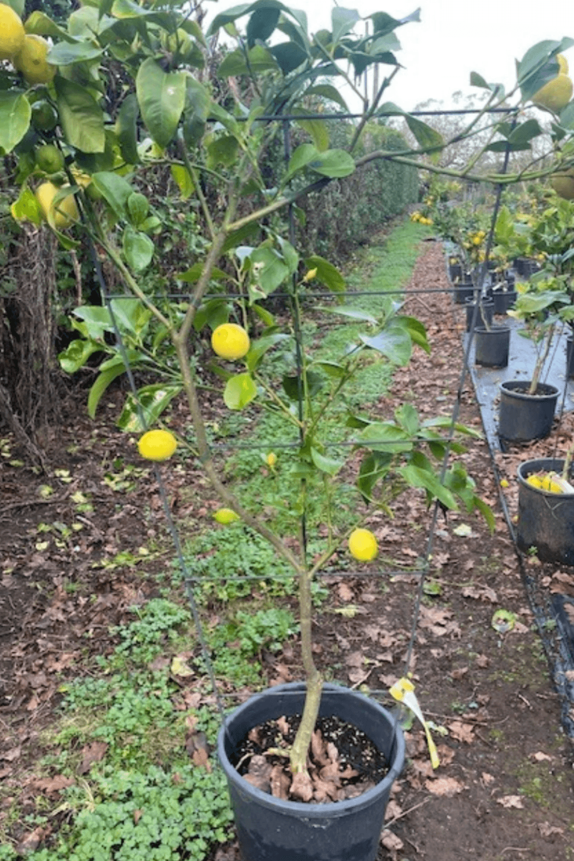 Citrus Yen Ben – Espaliered