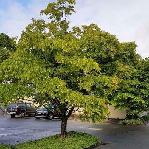 Zelkova serrata | Japanese Elm