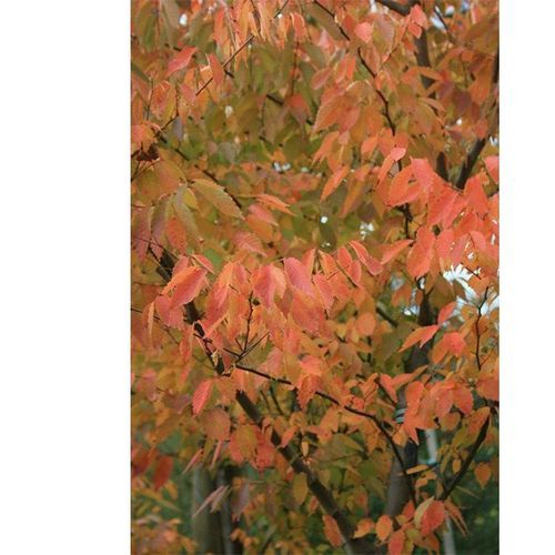 Zelkova serrata | Japanese Elm