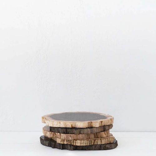 Petrified Wood Slice / Medium