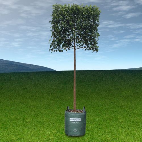 Pleached Screen – Designer Instant Hedge.