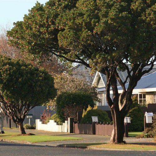 Arbutus unedo | Irish Strawberry Tree