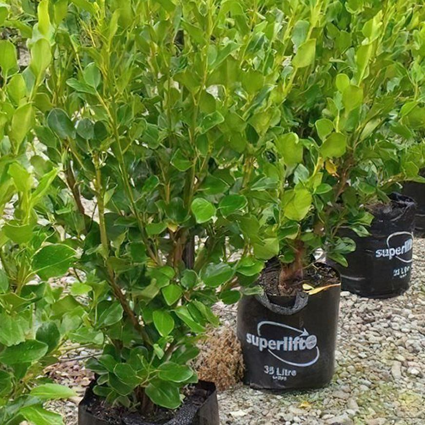 Griselinia littoralis | Broadway Mint Broadleaf Kapuka