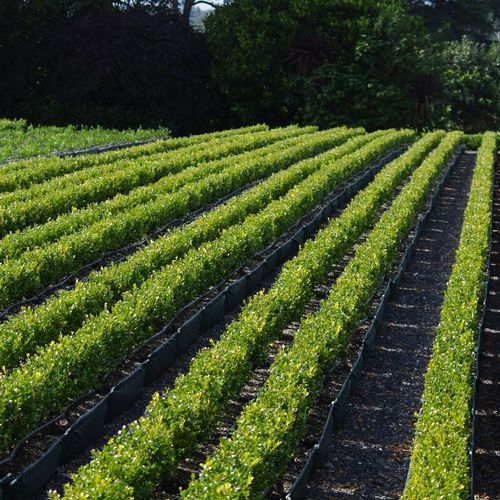 Buxus 'Green Gem' instant hedge.