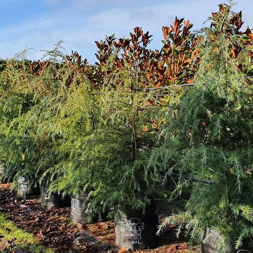 Cedrus deodara | Himalayan Cedar