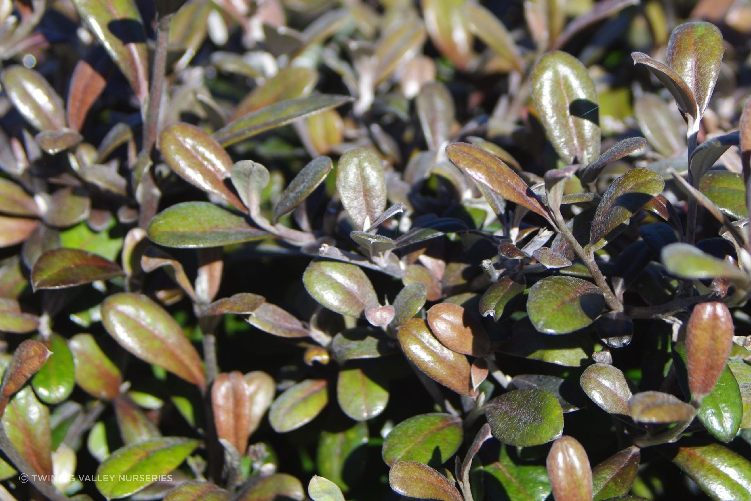 Corokia  'Frosted Chocolate' instant hedge