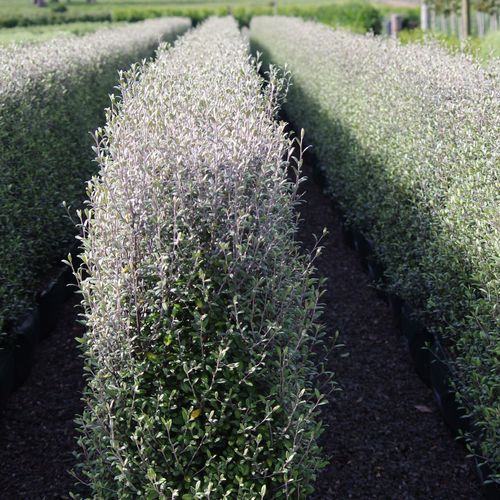 Corokia  'Frosted Chocolate' instant hedge.