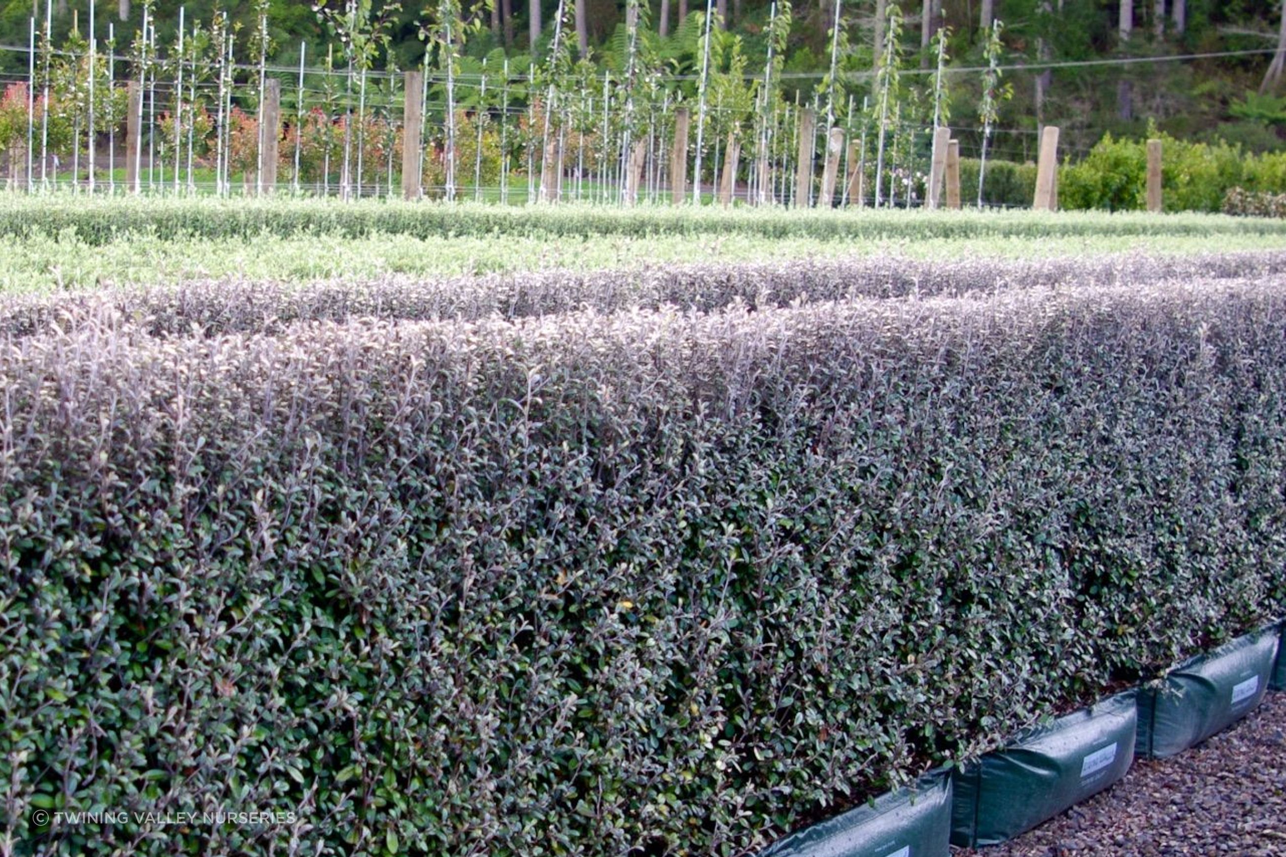 Corokia  'Frosted Chocolate' instant hedge