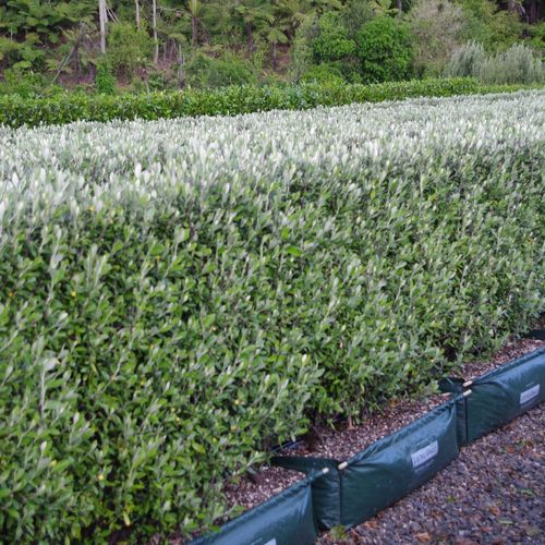 Corokia 'Geenty's Green' instant hedge.