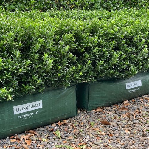 Euonymus ‘Emerald Gem’ instant hedge.