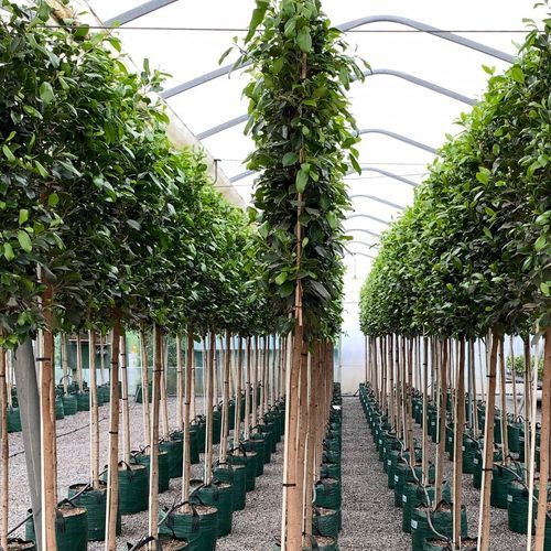 Pleached Screen – Designer Instant Hedge.