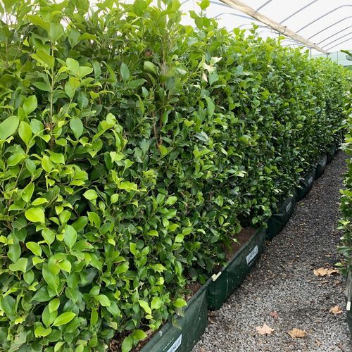 Ficus tuffi instant hedge.