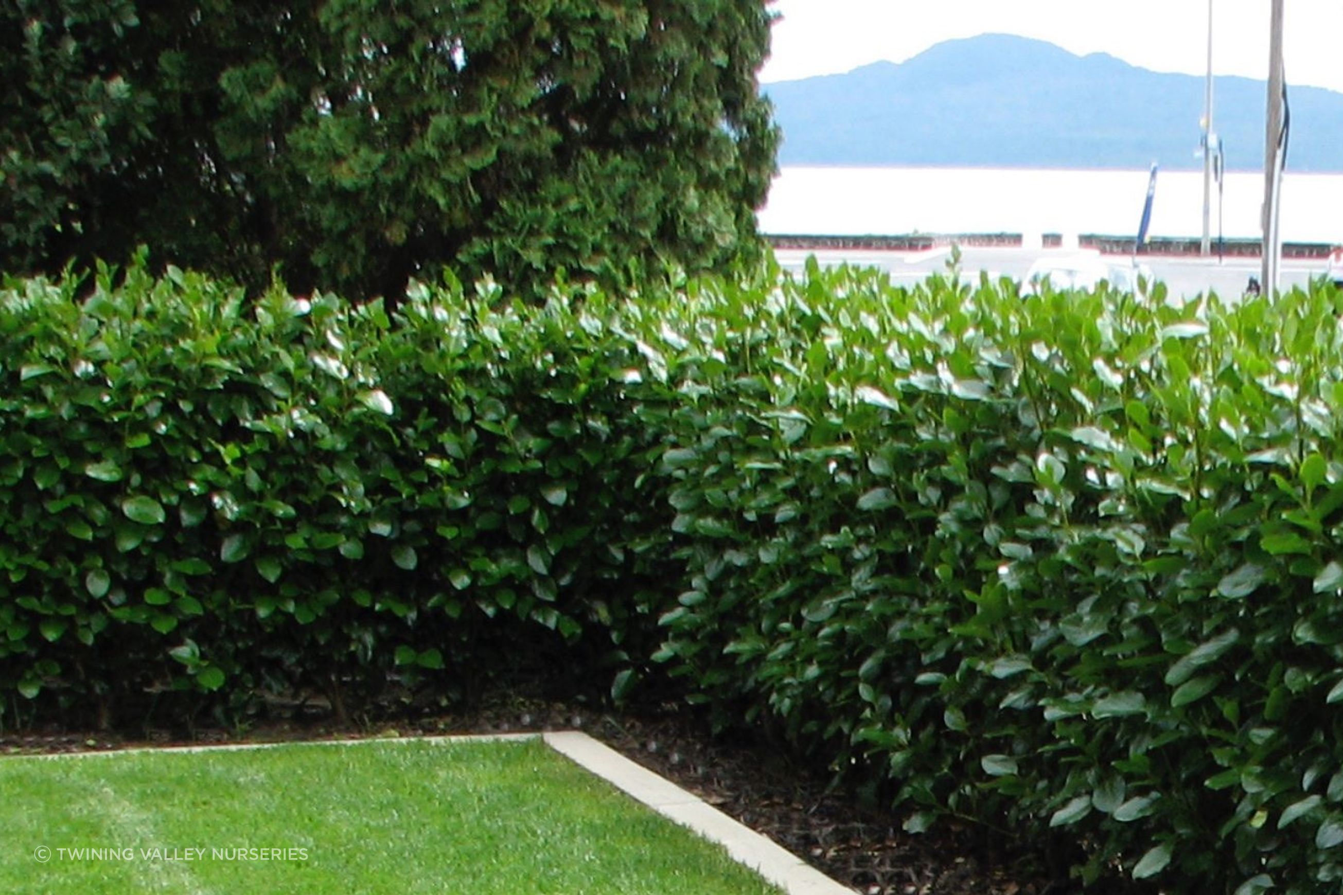 Griselinia 'Ardmore Emerald' instant hedge - mid-height